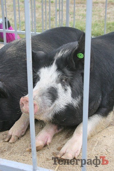 В Миргороде на Полтавщине отмечают праздник свиньи В Миргороде на Полтавщине отмечают праздник свиньи