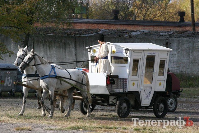 В Миргороде на Полтавщине отмечают праздник свиньи В Миргороде на Полтавщине отмечают праздник свиньи