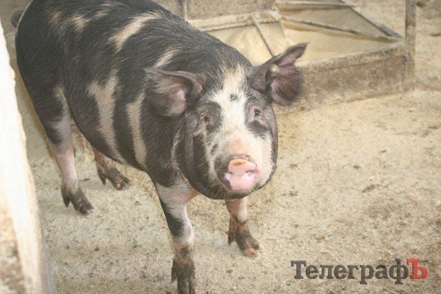 В Миргороде на Полтавщине отмечают праздник свиньи В Миргороде на Полтавщине отмечают праздник свиньи