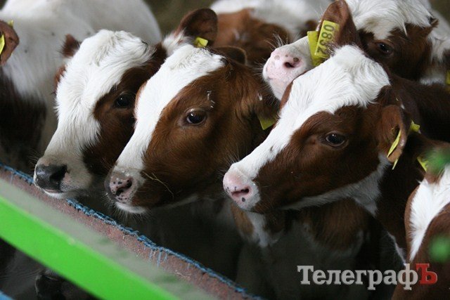 В Миргороде на Полтавщине отмечают праздник свиньи В Миргороде на Полтавщине отмечают праздник свиньи