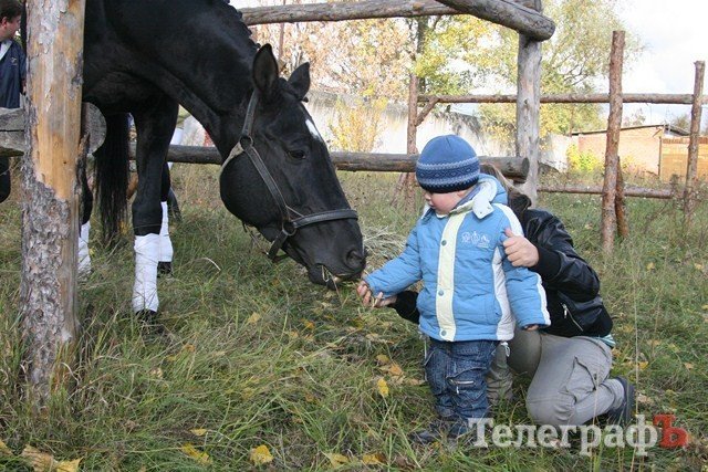 В Миргороде на Полтавщине отмечают праздник свиньи В Миргороде на Полтавщине отмечают праздник свиньи