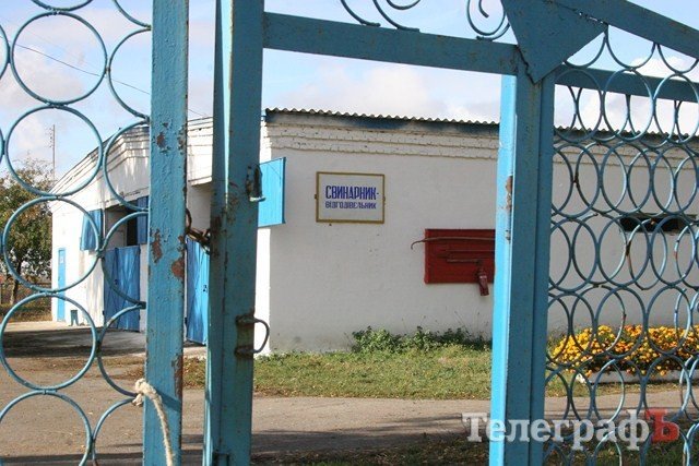 В Миргороде на Полтавщине отмечают праздник свиньи В Миргороде на Полтавщине отмечают праздник свиньи