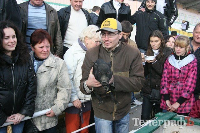 В Миргороде на Полтавщине отмечают праздник свиньи В Миргороде на Полтавщине отмечают праздник свиньи