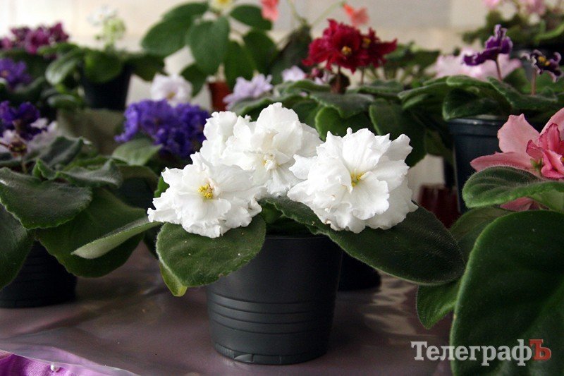 В Кременчуге открылась выставка фиалок В Кременчуге открылась выставка фиалок