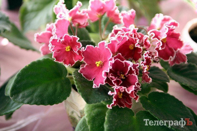 В Кременчуге открылась выставка фиалок В Кременчуге открылась выставка фиалок