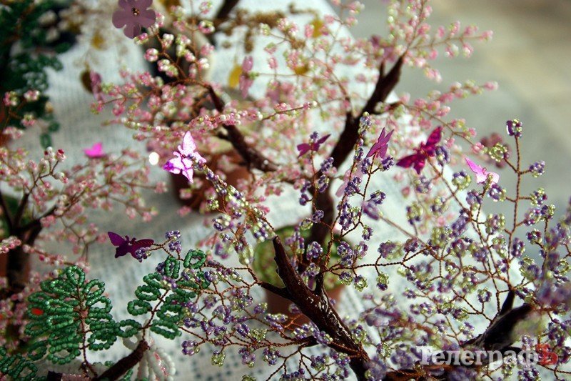 В Кременчуге открылась выставка фиалок В Кременчуге открылась выставка фиалок