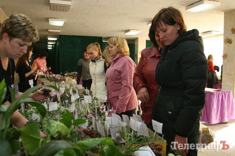 В Кременчуге открылась выставка фиалок В Кременчуге открылась выставка фиалок