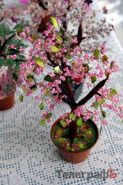 В Кременчуге открылась выставка фиалок В Кременчуге открылась выставка фиалок