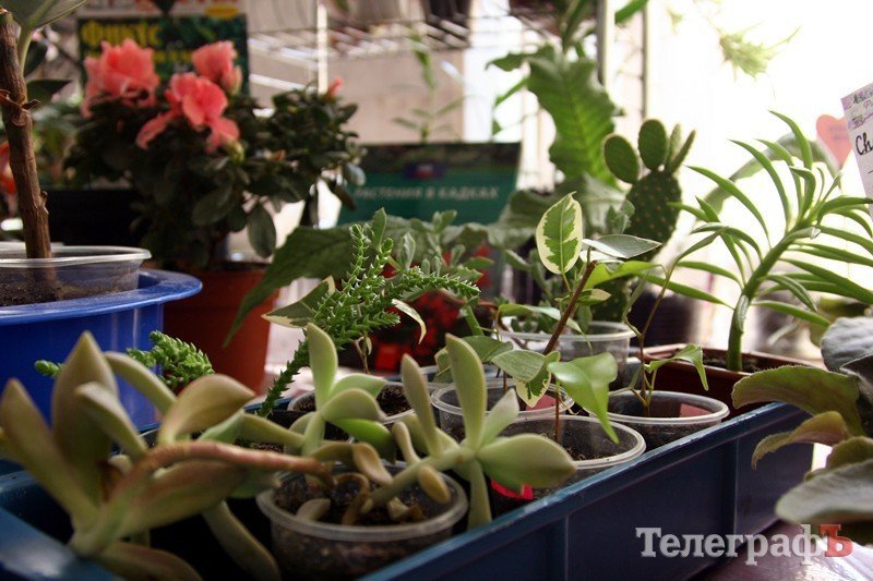 В Кременчуге открылась выставка фиалок В Кременчуге открылась выставка фиалок