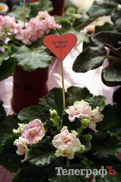 В Кременчуге открылась выставка фиалок В Кременчуге открылась выставка фиалок