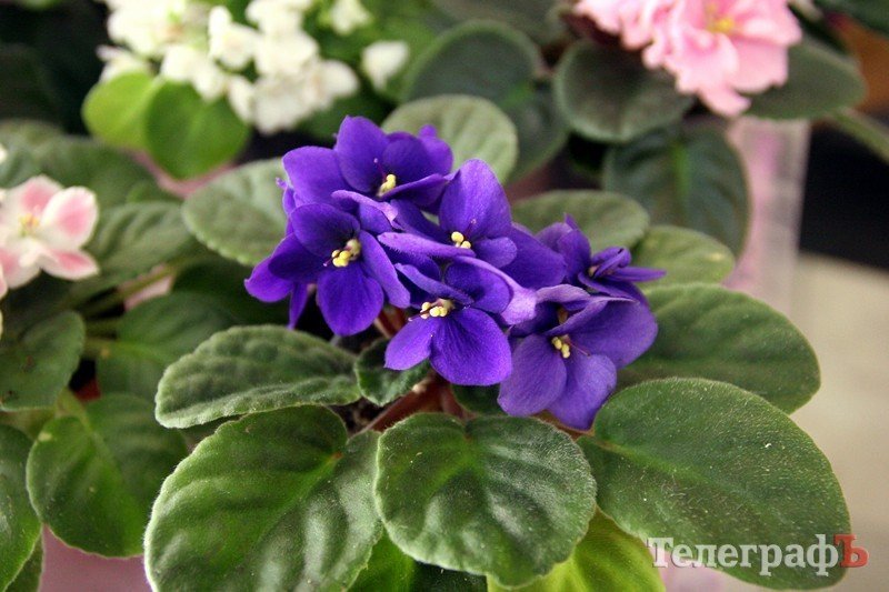 В Кременчуге открылась выставка фиалок В Кременчуге открылась выставка фиалок