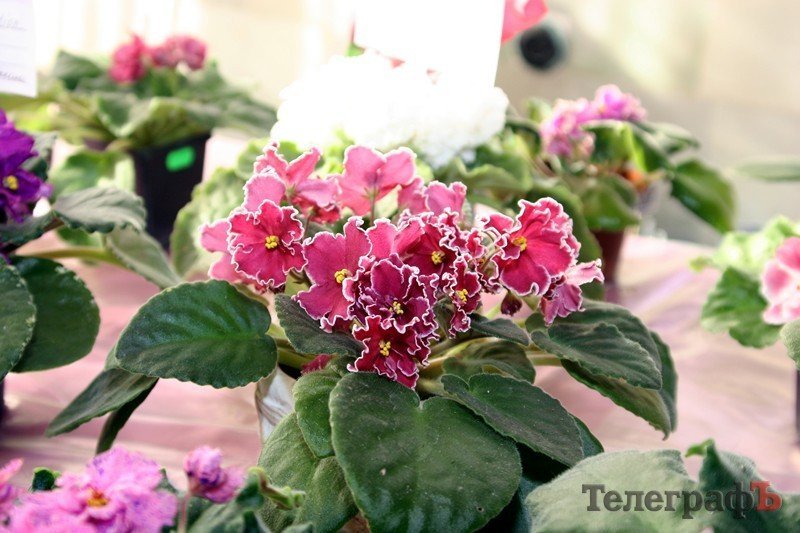 В Кременчуге открылась выставка фиалок В Кременчуге открылась выставка фиалок