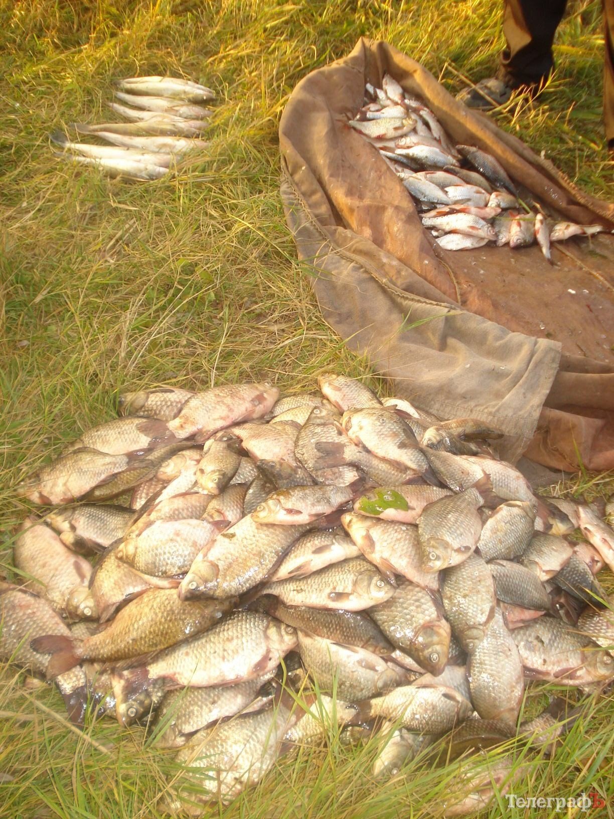 Кременчугский милиционер 5 часов просидел на кочке в костюме «кикиморы», чтобы поймать браконьеров с электроудочкой (ФОТО) Кременчугский милиционер 5 часов просидел на кочке в костюме «кикиморы», чтобы поймать браконьеров с электроудочкой (ФОТО)