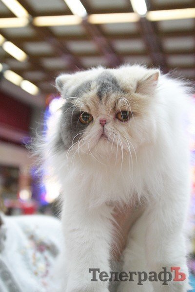 | Кременчугская выставка котов Кременчугская выставка котов