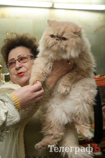 Кременчугская выставка котов Кременчугская выставка котов