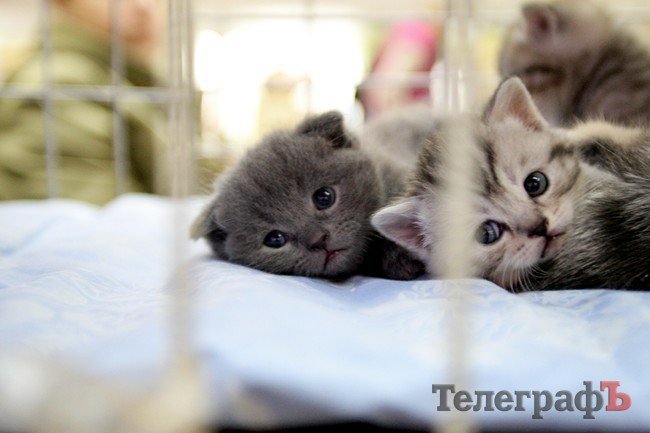 Кременчуг полюбовался VIP-котами на выставке (ФОТОРЕПОРТАЖ) Кременчуг полюбовался VIP-котами на выставке (ФОТОРЕПОРТАЖ)