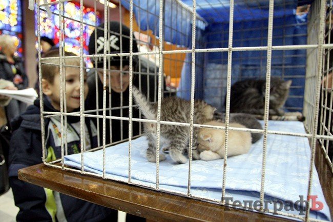 Кременчуг полюбовался VIP-котами на выставке (ФОТОРЕПОРТАЖ) Кременчуг полюбовался VIP-котами на выставке (ФОТОРЕПОРТАЖ)