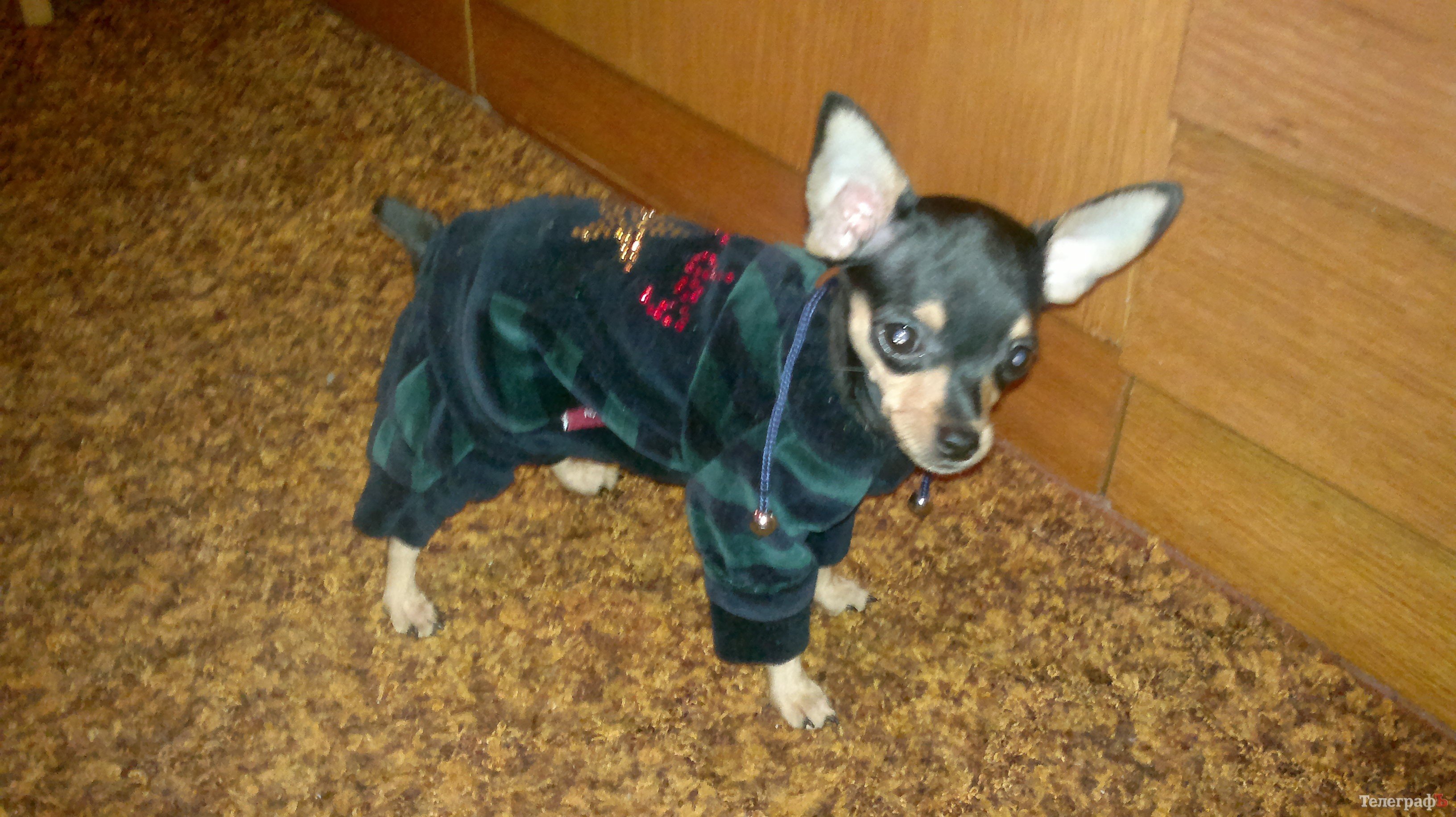 У Люси День рождения! Нам - два месяца У Люси День рождения! Нам - два месяца