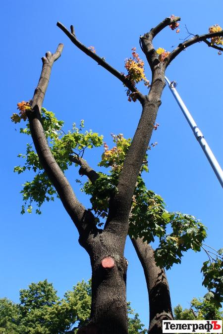 В 2012 сквер "Октябрьский" реконструируют, а липы на Ленина снова подстригут В 2012 сквер "Октябрьский" реконструируют, а липы на Ленина снова подстригут