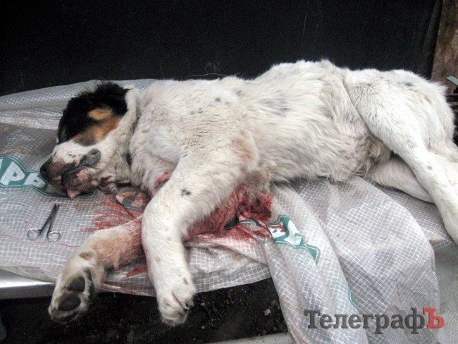 На окраине Кременчуга жестоко убили служебную собаку На окраине Кременчуга жестоко убили служебную собаку