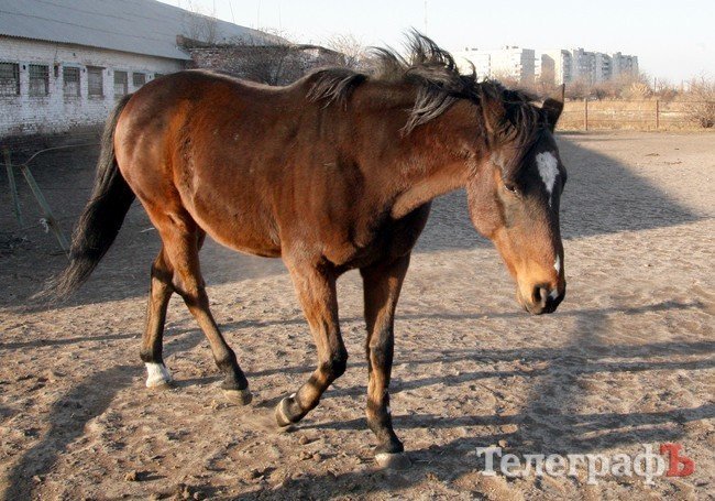 Новатор Новатор