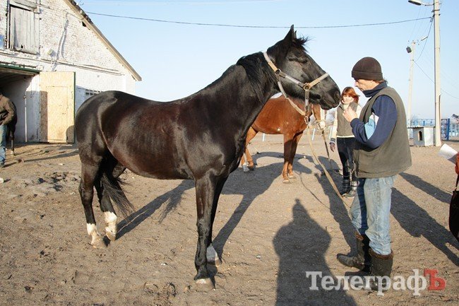 Хабиб Хабиб