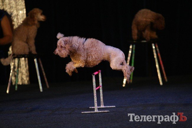 Цирк на воде Цирк на воде