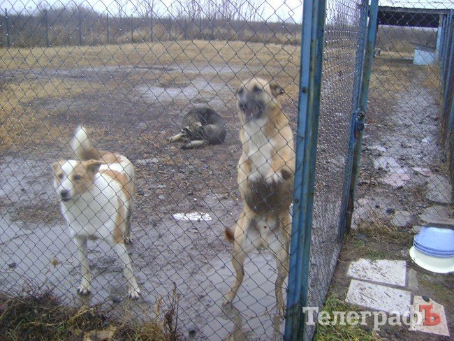 Чем жизнь одесских собак отличается от жизни их кременчугских сородичей (ФОТОРЕПОРТАЖ) Чем жизнь одесских собак отличается от жизни их кременчугских сородичей (ФОТОРЕПОРТАЖ)