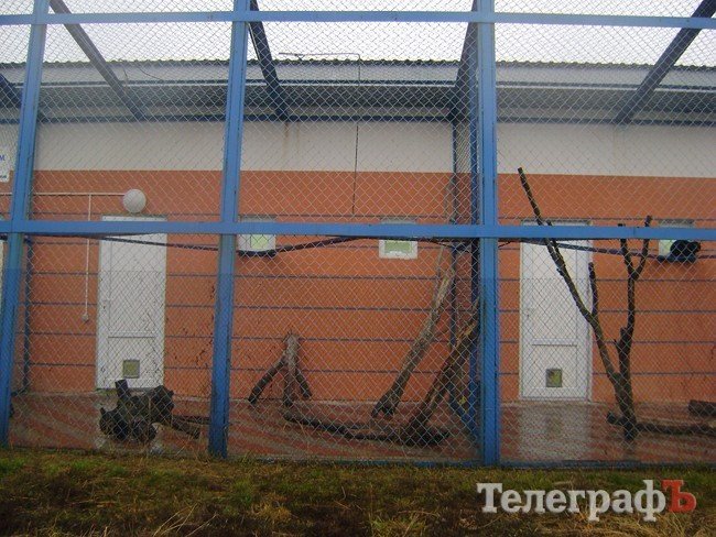 Чем жизнь одесских собак отличается от жизни их кременчугских сородичей (ФОТОРЕПОРТАЖ) Чем жизнь одесских собак отличается от жизни их кременчугских сородичей (ФОТОРЕПОРТАЖ)