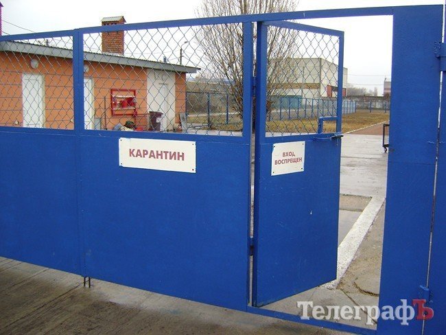 Чем жизнь одесских собак отличается от жизни их кременчугских сородичей (ФОТОРЕПОРТАЖ) Чем жизнь одесских собак отличается от жизни их кременчугских сородичей (ФОТОРЕПОРТАЖ)