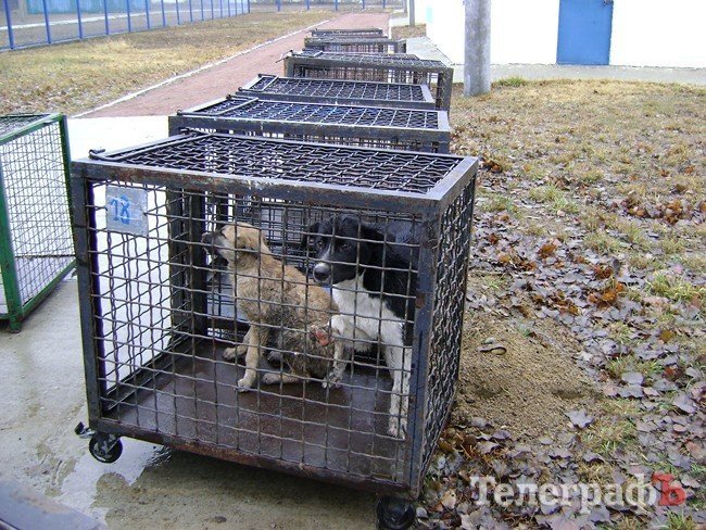 Чем жизнь одесских собак отличается от жизни их кременчугских сородичей (ФОТОРЕПОРТАЖ) Чем жизнь одесских собак отличается от жизни их кременчугских сородичей (ФОТОРЕПОРТАЖ)
