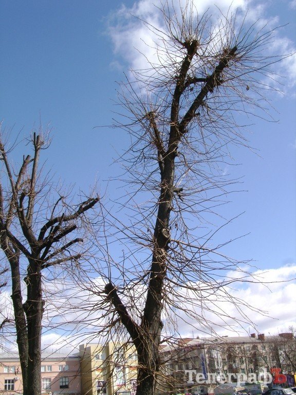 В Кременчуге снова режут липы (ФОТО) В Кременчуге снова режут липы (ФОТО)