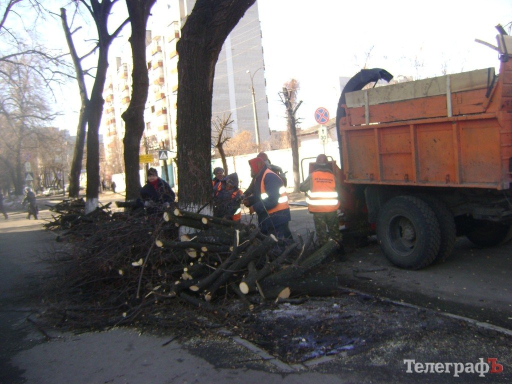 В Кременчуге снова режут липы (ФОТО) В Кременчуге снова режут липы (ФОТО)