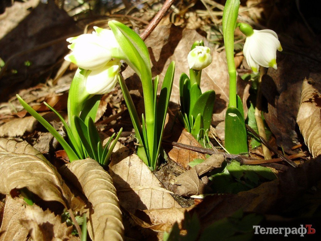 Весна в Карпатах (ФОТОРЕПОРТАЖ) Весна в Карпатах (ФОТОРЕПОРТАЖ)