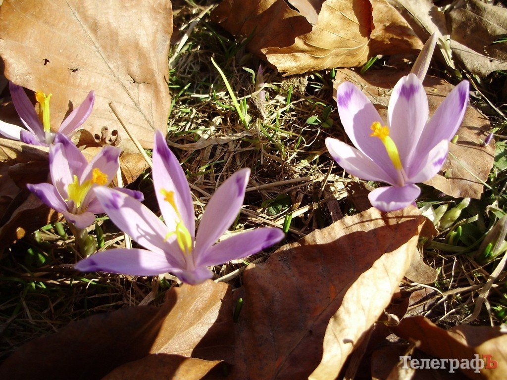 Весна в Карпатах (ФОТОРЕПОРТАЖ) Весна в Карпатах (ФОТОРЕПОРТАЖ)