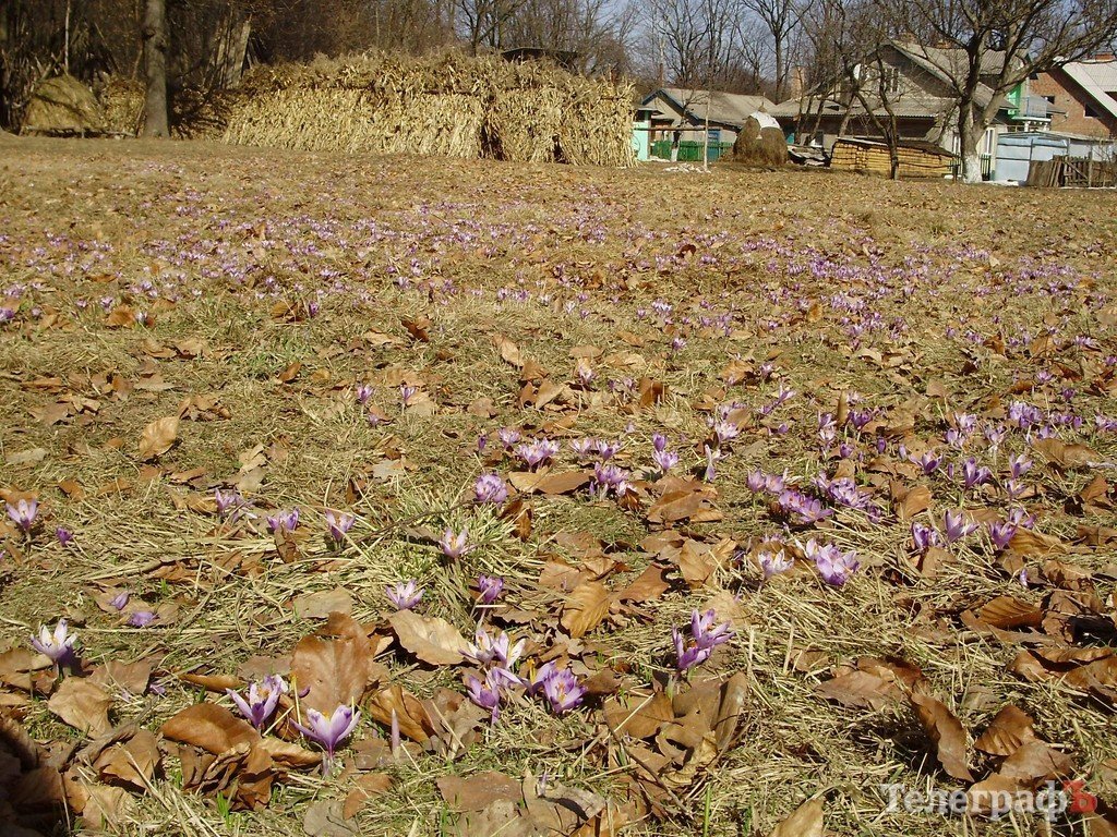Весна в Карпатах (ФОТОРЕПОРТАЖ) Весна в Карпатах (ФОТОРЕПОРТАЖ)