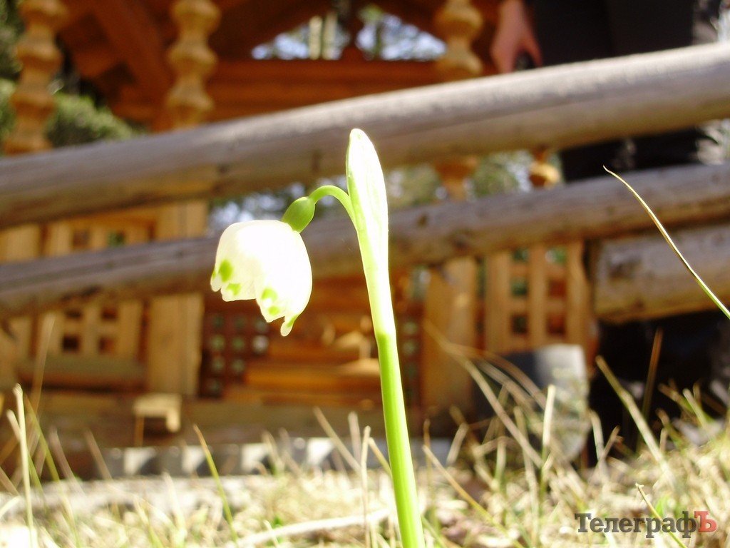 Весна в Карпатах (ФОТОРЕПОРТАЖ) Весна в Карпатах (ФОТОРЕПОРТАЖ)