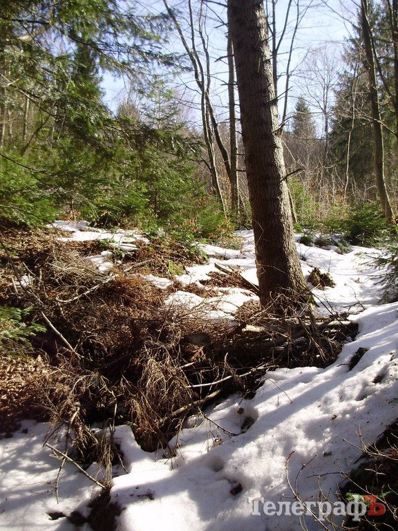 Весна в Карпатах (ФОТОРЕПОРТАЖ) Весна в Карпатах (ФОТОРЕПОРТАЖ)