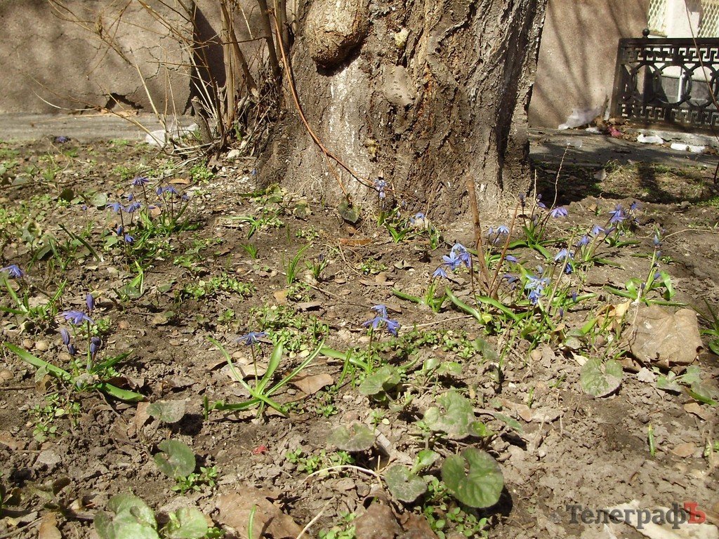 В Кременчуг пришла весна (ФОТО) В Кременчуг пришла весна (ФОТО)