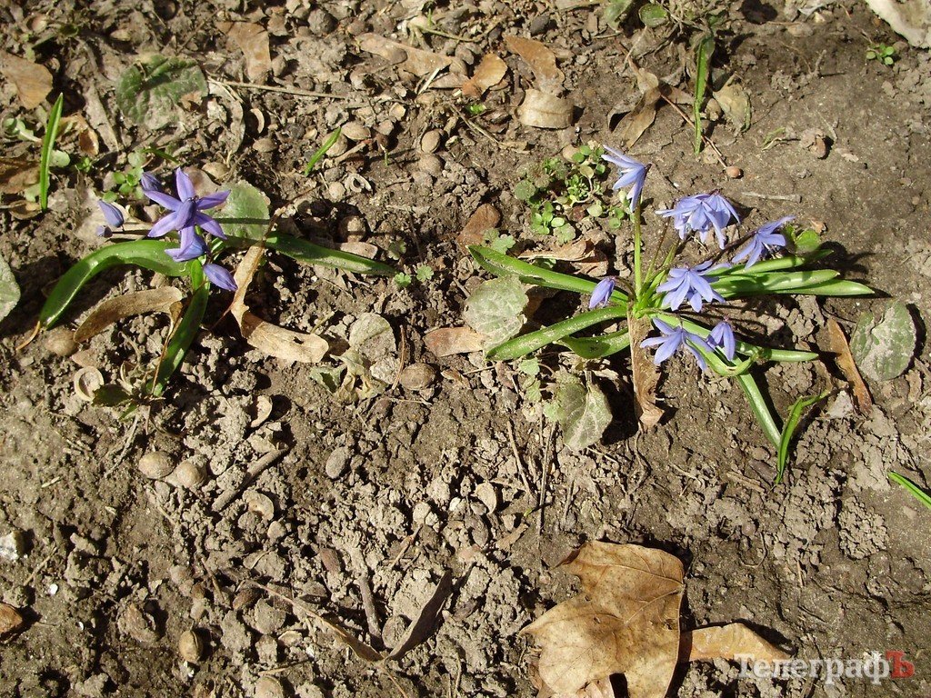 В Кременчуг пришла весна (ФОТО) В Кременчуг пришла весна (ФОТО)