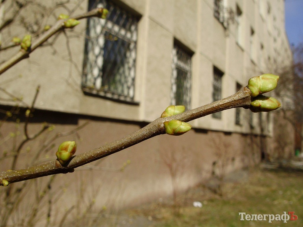 В Кременчуг пришла весна (ФОТО) В Кременчуг пришла весна (ФОТО)