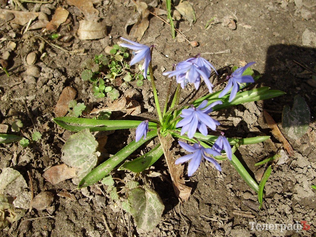 В Кременчуг пришла весна (ФОТО) В Кременчуг пришла весна (ФОТО)