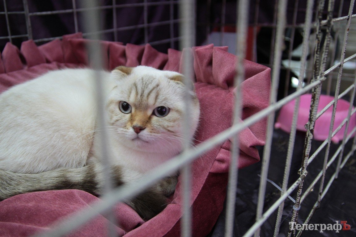 Какие котятки у нас в Кременчуге!!!(ФОТО) Какие котятки у нас в Кременчуге!!!(ФОТО)