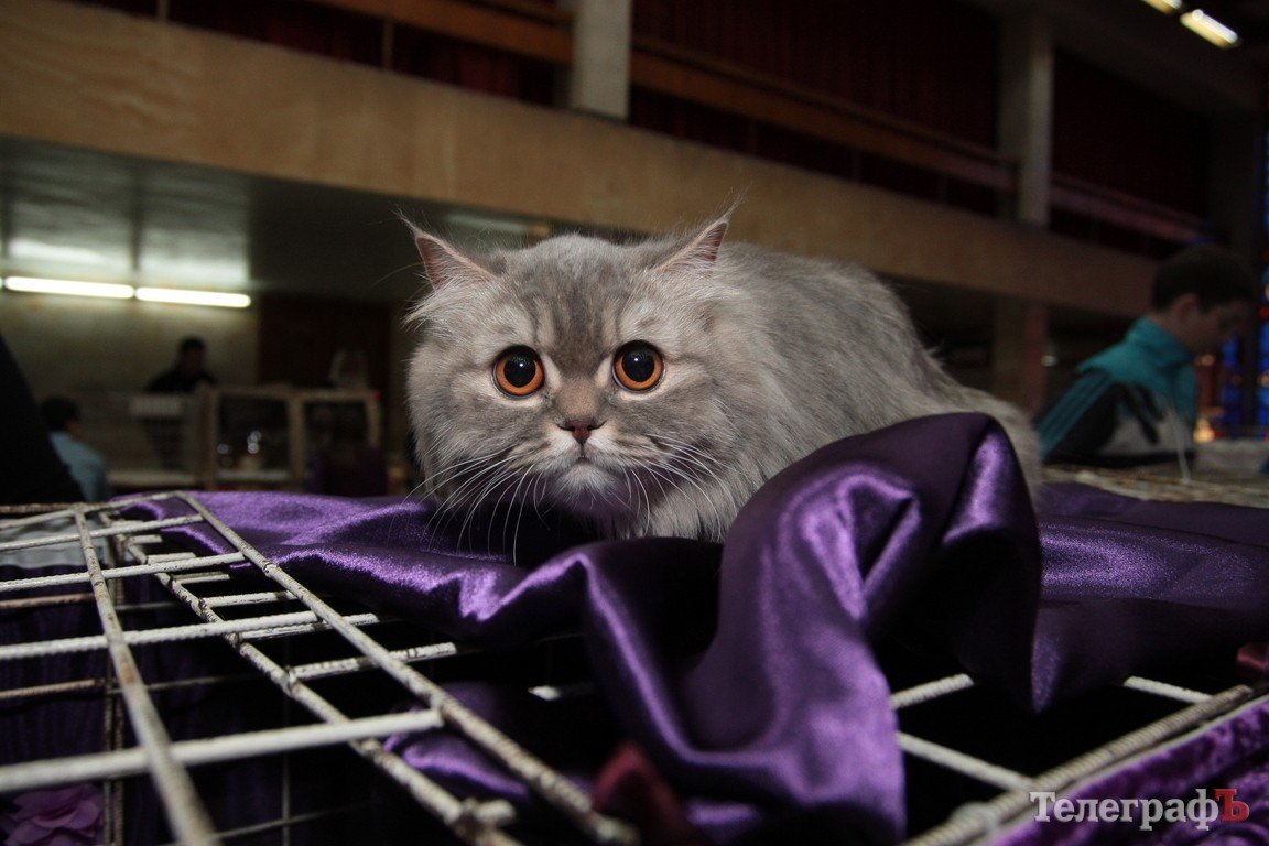 Какие котятки у нас в Кременчуге!!!(ФОТО) Какие котятки у нас в Кременчуге!!!(ФОТО)