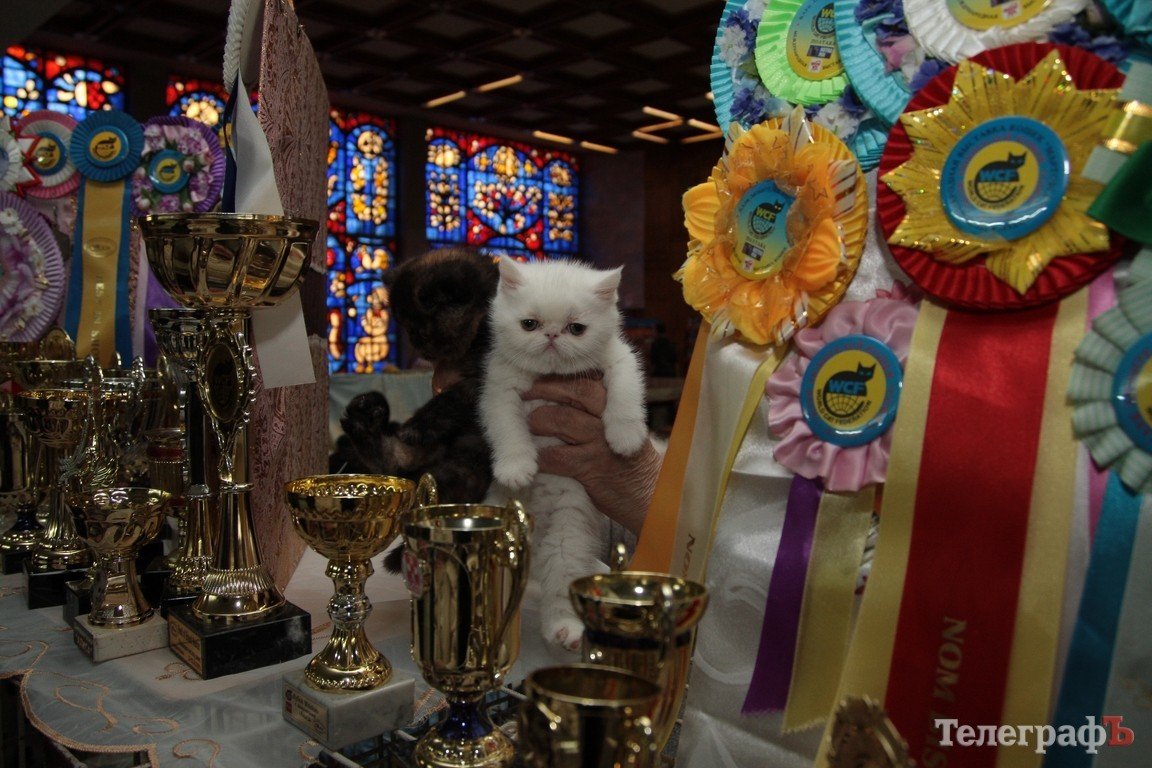 Какие котятки у нас в Кременчуге!!!(ФОТО) Какие котятки у нас в Кременчуге!!!(ФОТО)