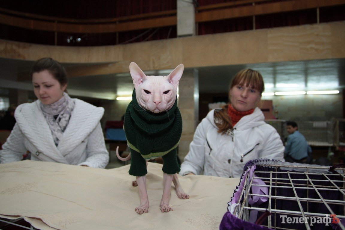 Какие котятки у нас в Кременчуге!!!(ФОТО) Какие котятки у нас в Кременчуге!!!(ФОТО)