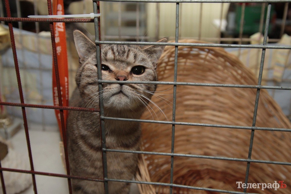 Какие котятки у нас в Кременчуге!!!(ФОТО) Какие котятки у нас в Кременчуге!!!(ФОТО)