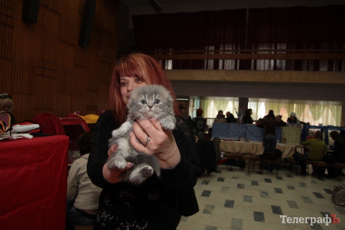 Какие котятки у нас в Кременчуге!!!(ФОТО) Какие котятки у нас в Кременчуге!!!(ФОТО)