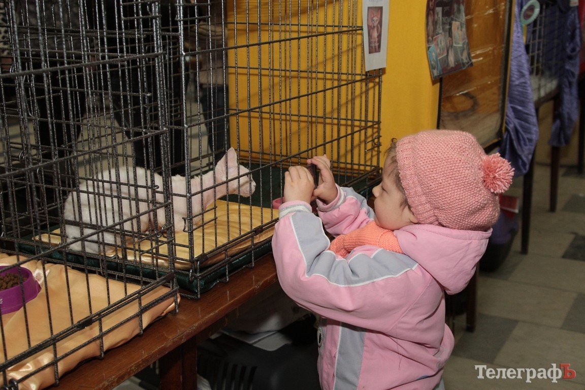 Какие котятки у нас в Кременчуге!!!(ФОТО) Какие котятки у нас в Кременчуге!!!(ФОТО)