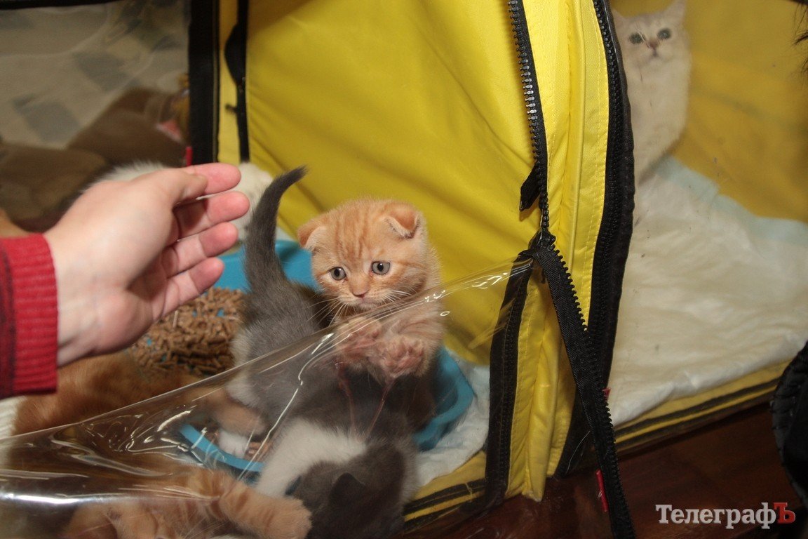 Какие котятки у нас в Кременчуге!!!(ФОТО) Какие котятки у нас в Кременчуге!!!(ФОТО)